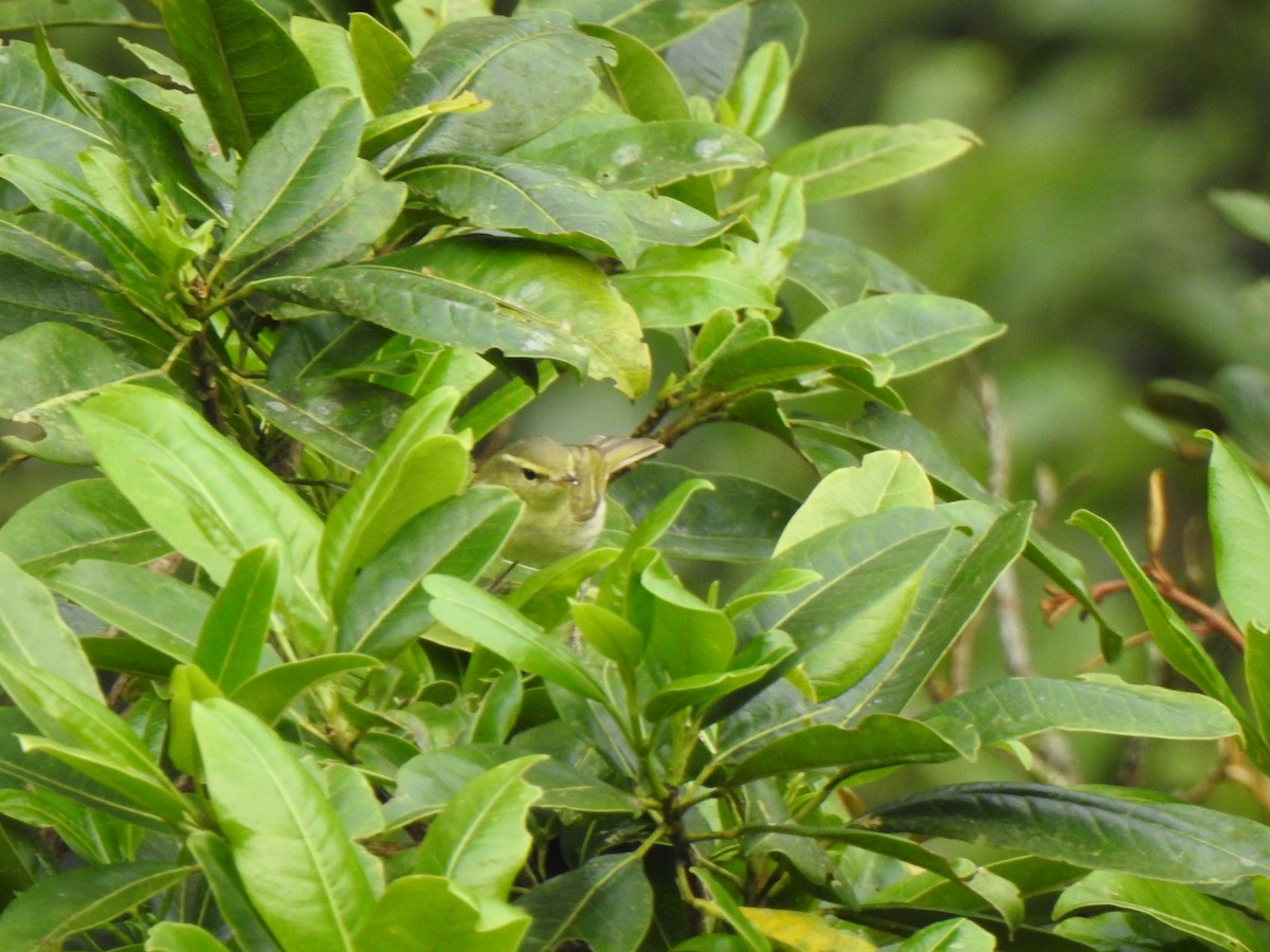 Phylloscopus sp. - ML416076041