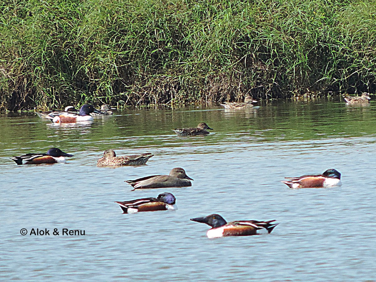 Gadwall - Alok Tewari