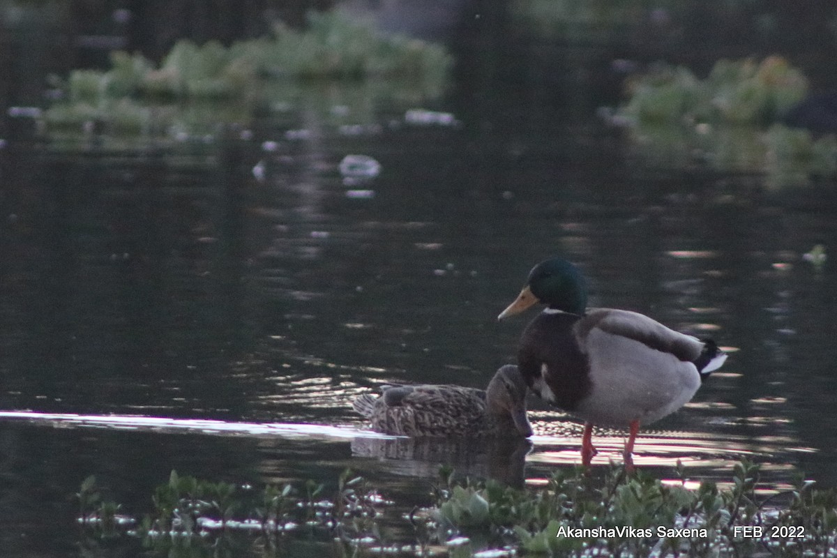 Canard colvert - ML416078981