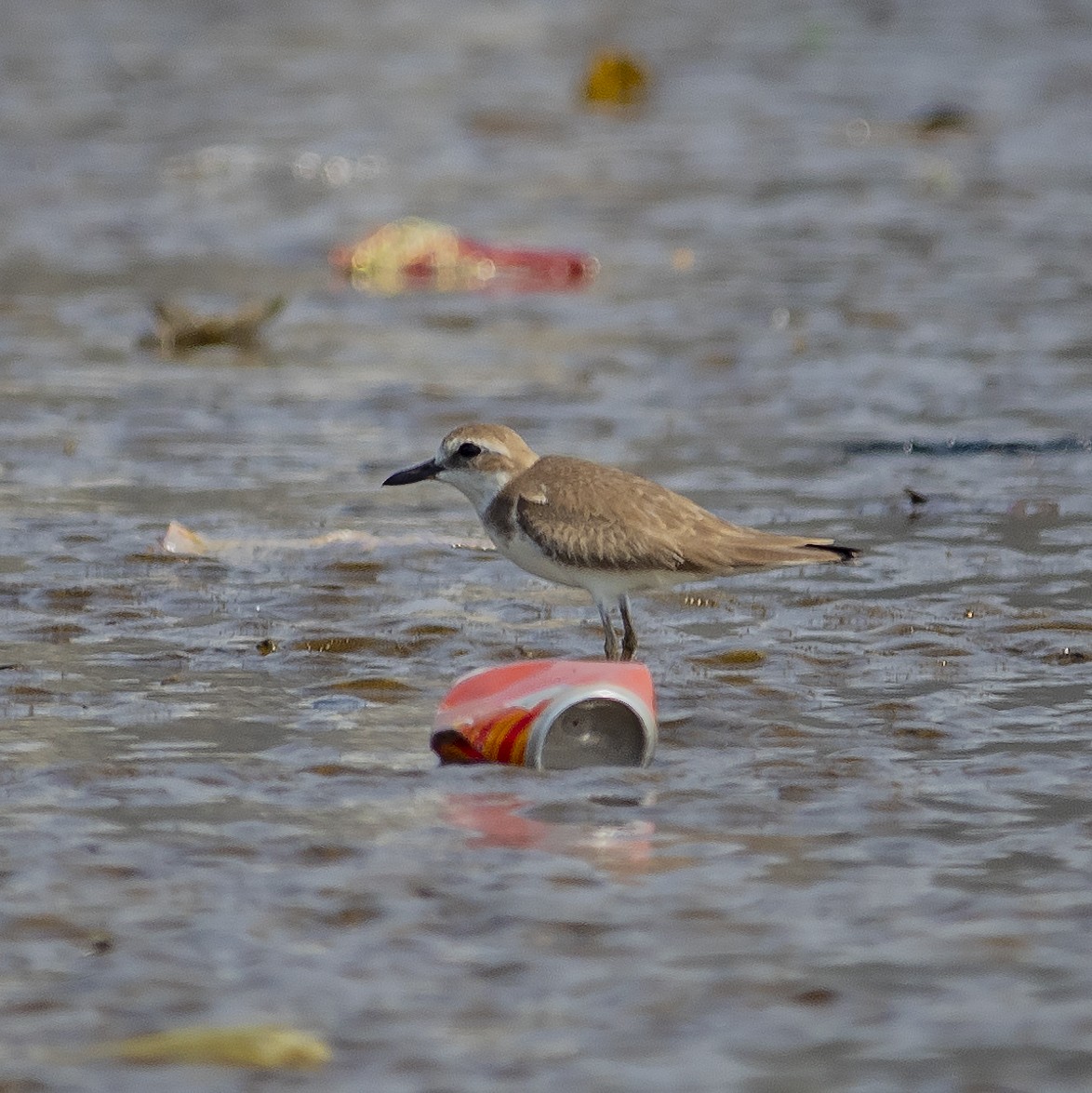 Greater Sand-Plover - ML416080601