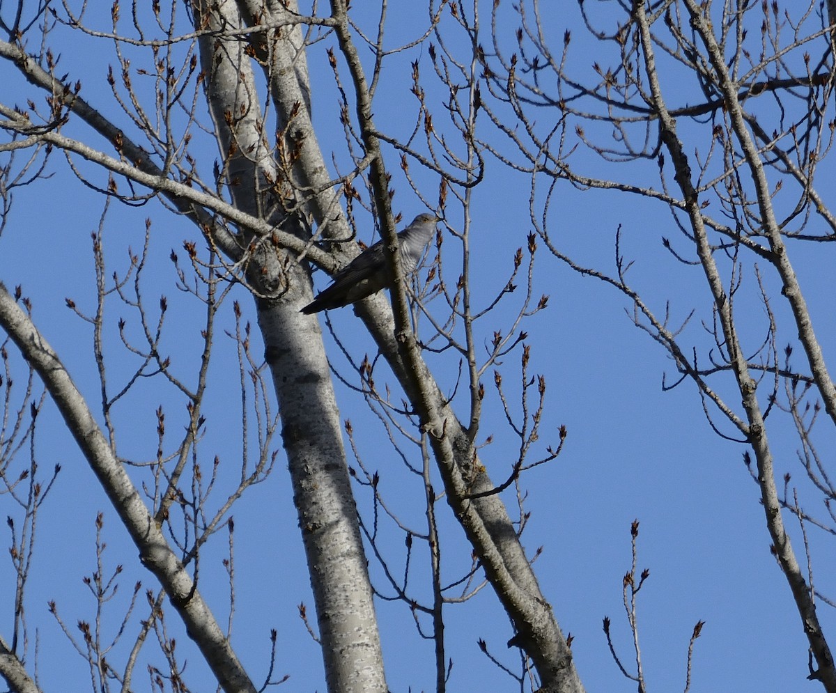 Common Cuckoo - ML416080631