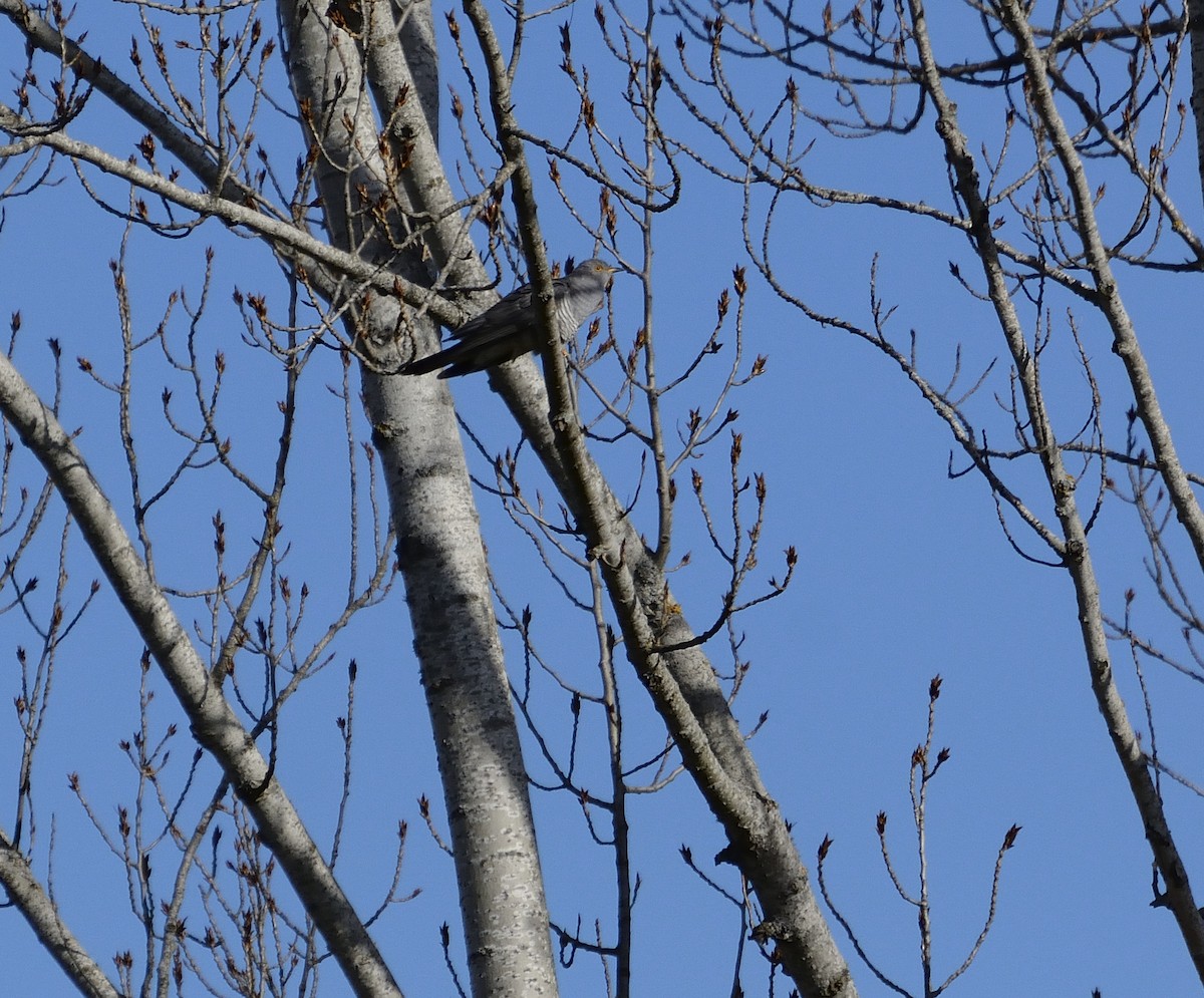 Common Cuckoo - ML416080641