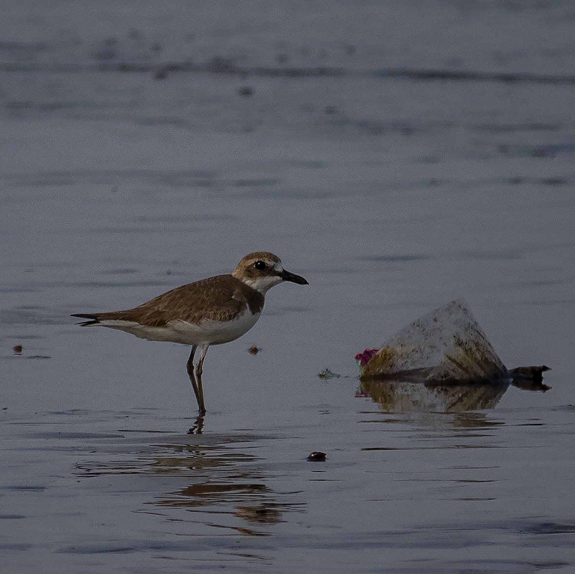 Greater Sand-Plover - ML416080751