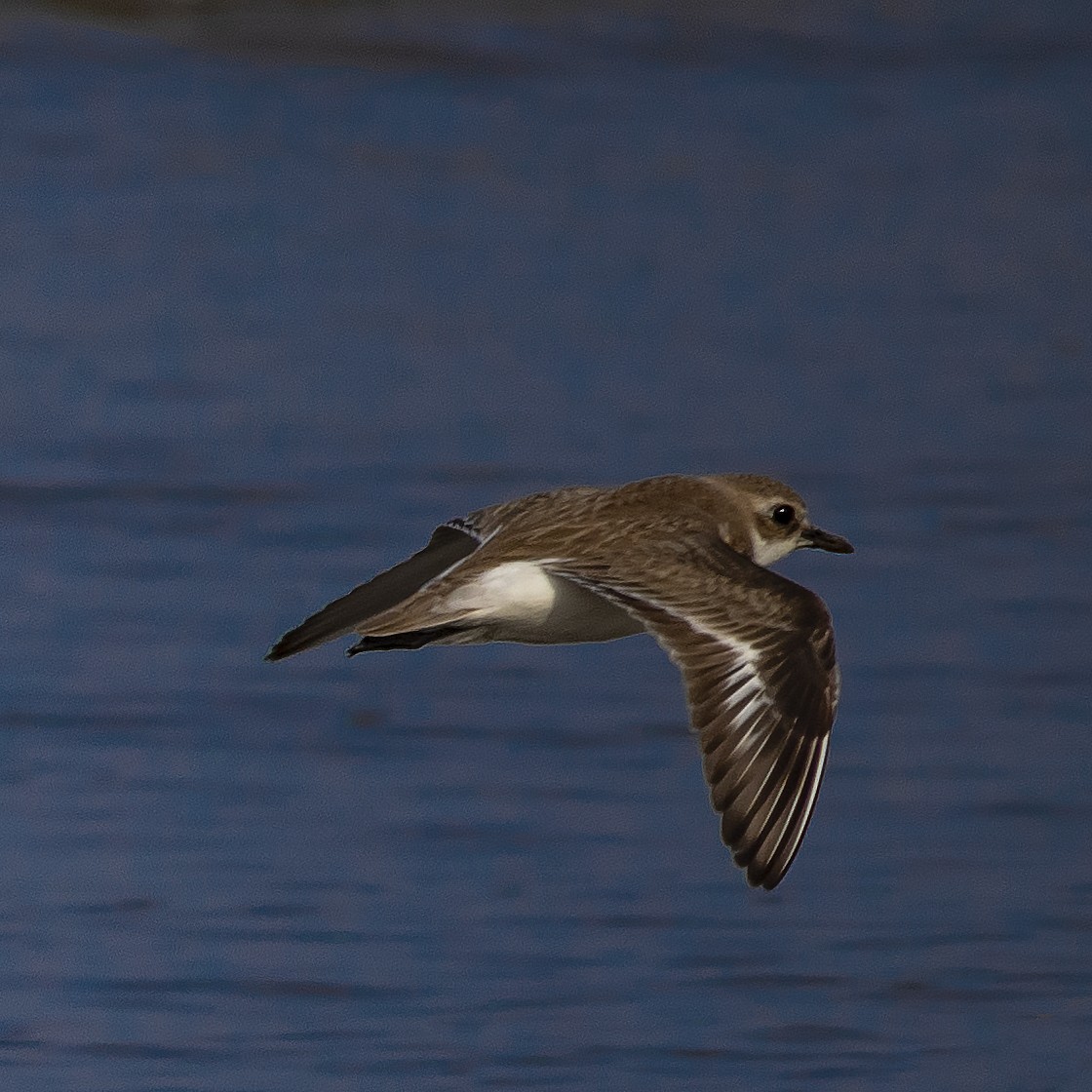 Greater Sand-Plover - ML416080761