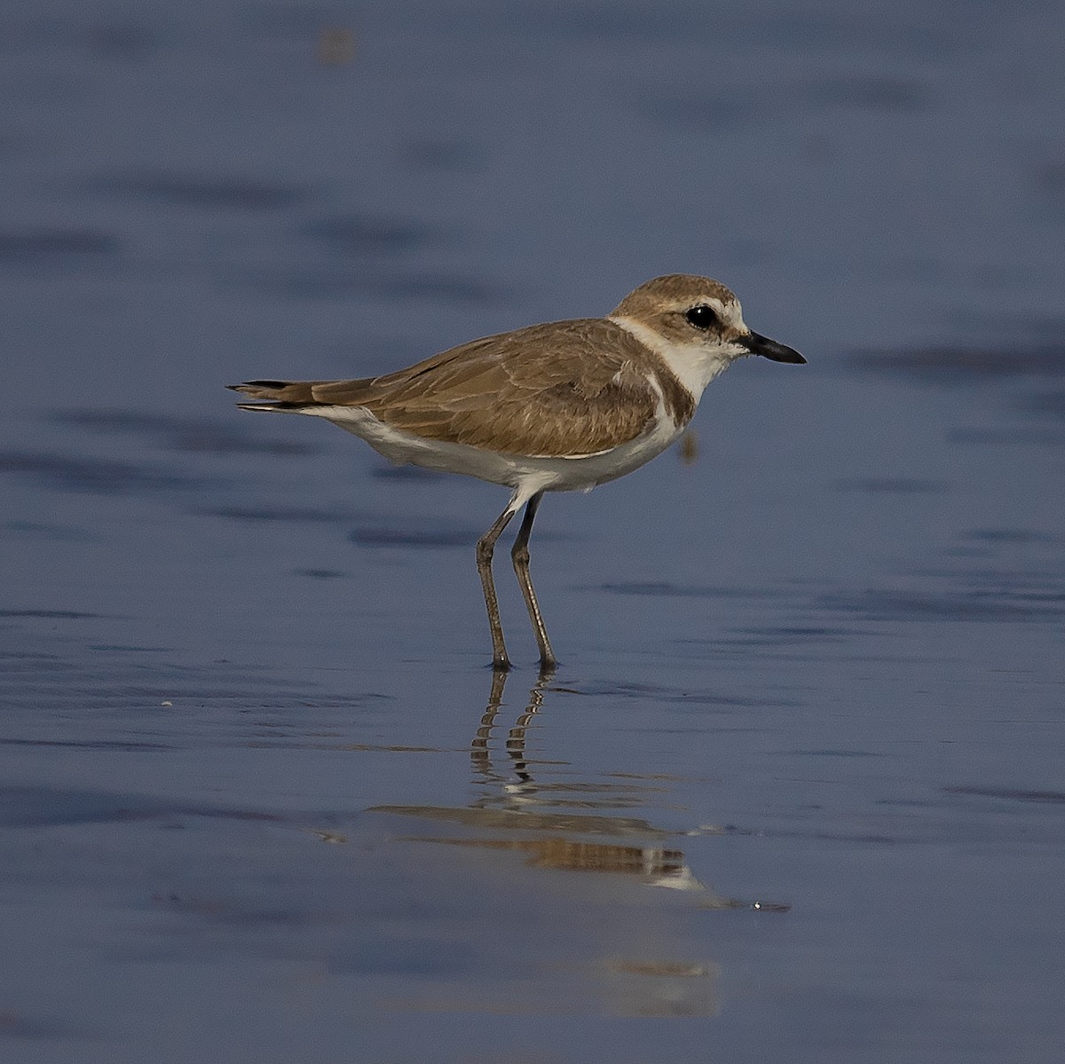 Kentish Plover - ML416080781
