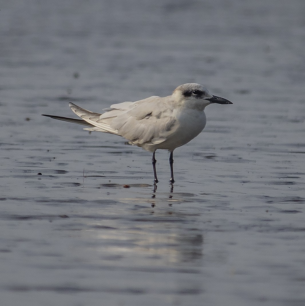 Gull-billed Tern - ML416080951