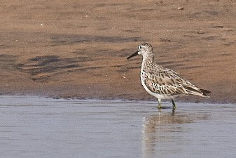 Great Knot - ML416081461