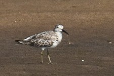 Great Knot - ML416081481