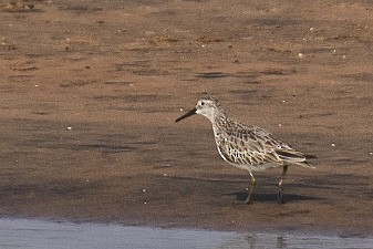 Great Knot - ML416081501
