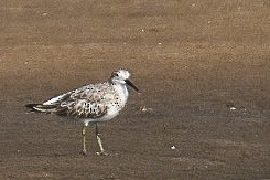 Great Knot - ML416081511