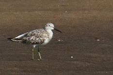 Great Knot - ML416081521
