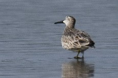 Great Knot - ML416081531