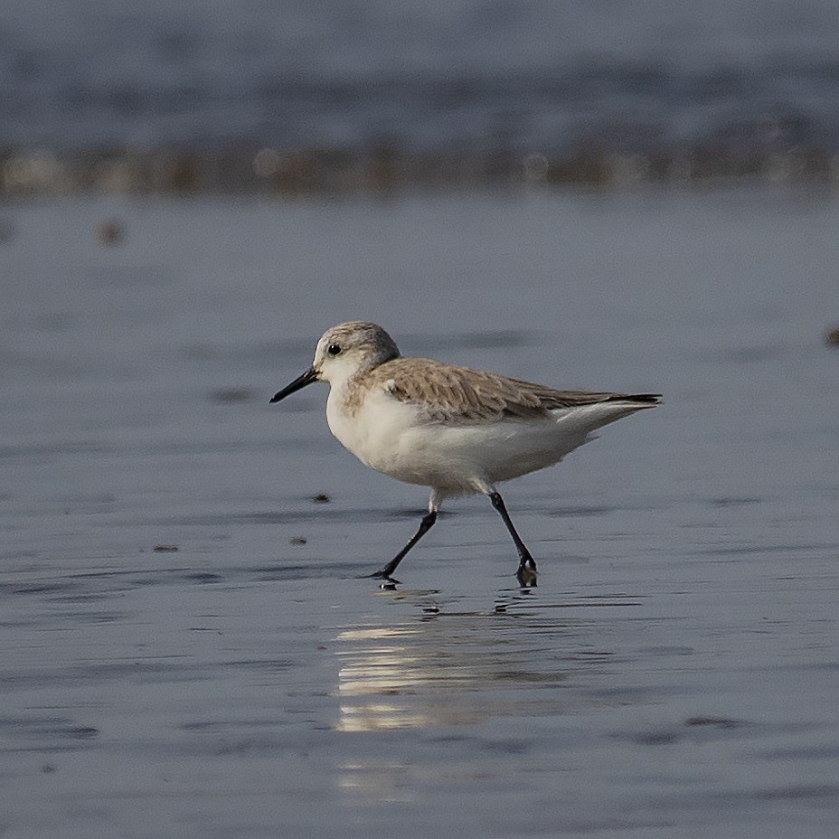 Sanderling - ML416081591