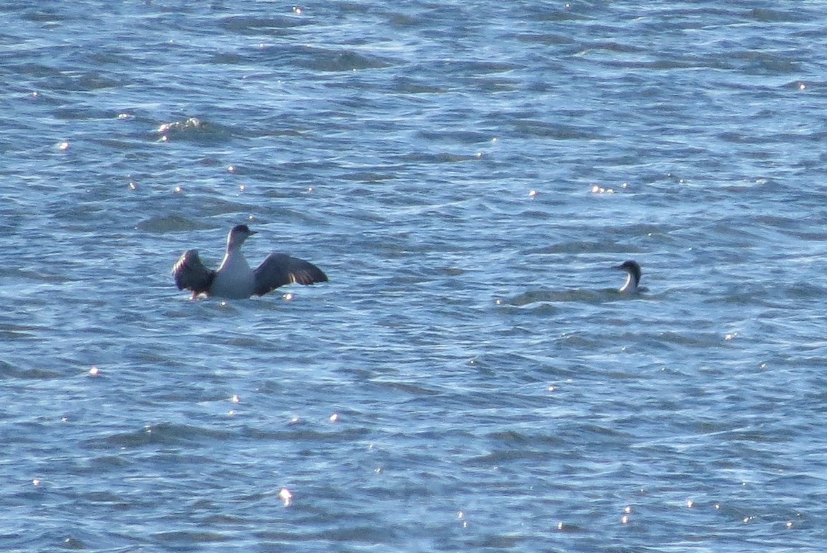 Pacific Loon - ML41608191