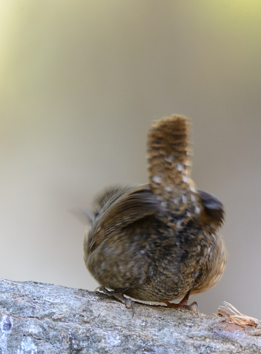 Eurasian Wren - Carlos Alberto Ramírez