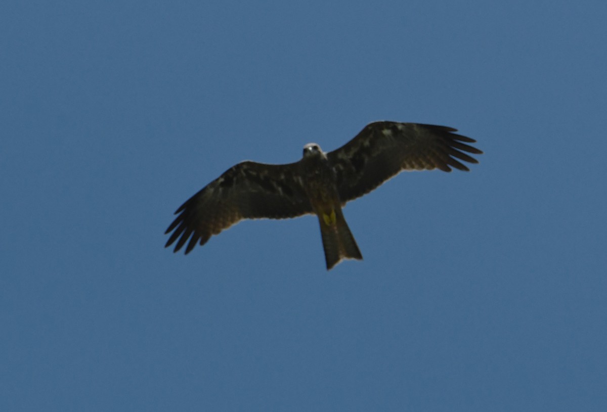 Black Kite - ML416085401