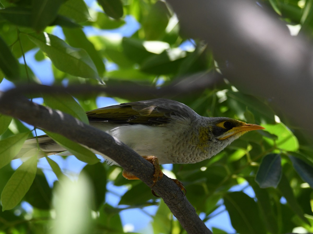 Yellow-throated Miner - Trevor Oliver