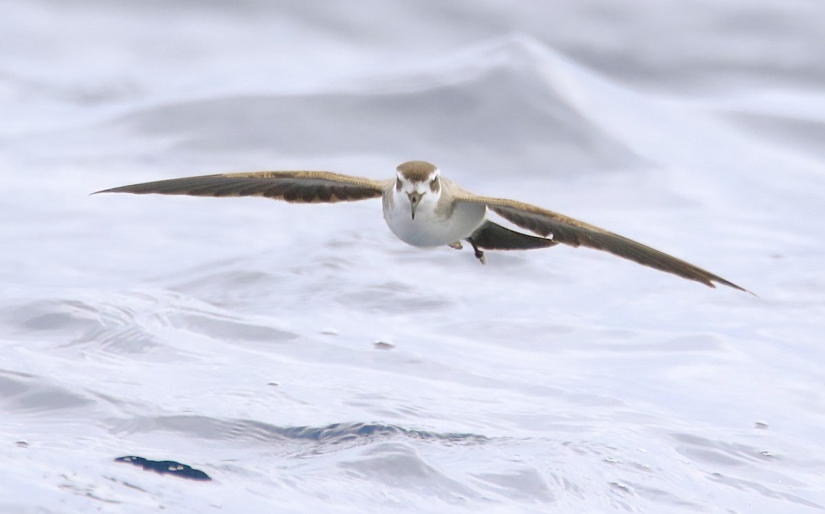 White-faced Storm-Petrel - ML416085701