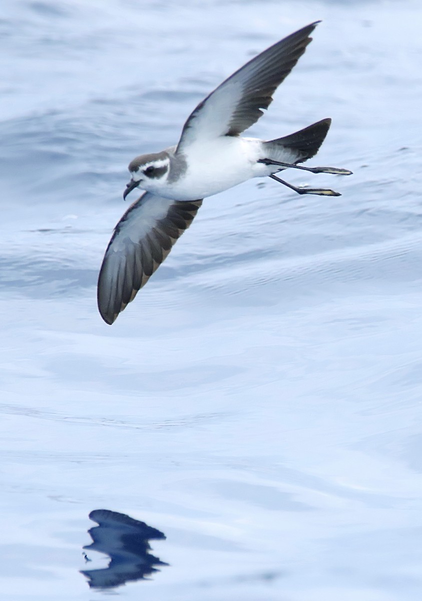 White-faced Storm-Petrel - ML416087061