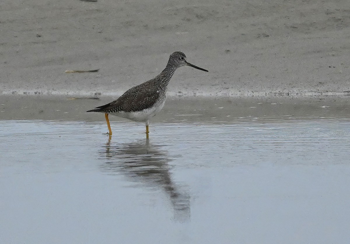 Greater Yellowlegs - ML416087221