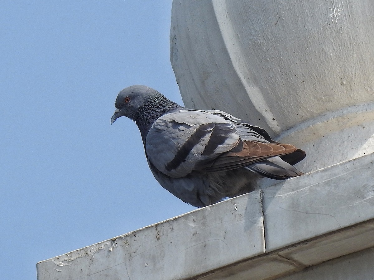 Rock Pigeon (Feral Pigeon) - ML416087951