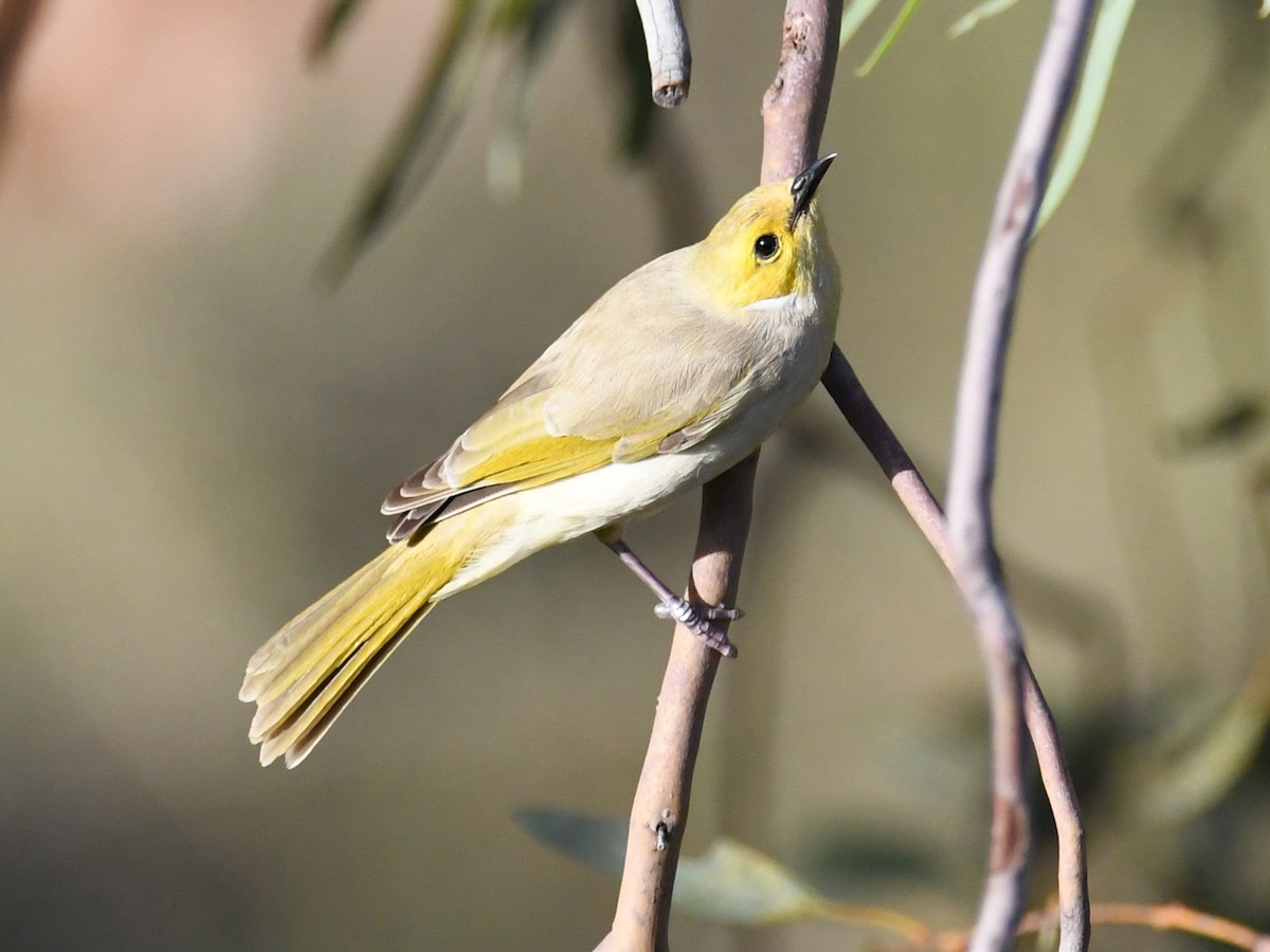 White-plumed Honeyeater - Trevor Oliver