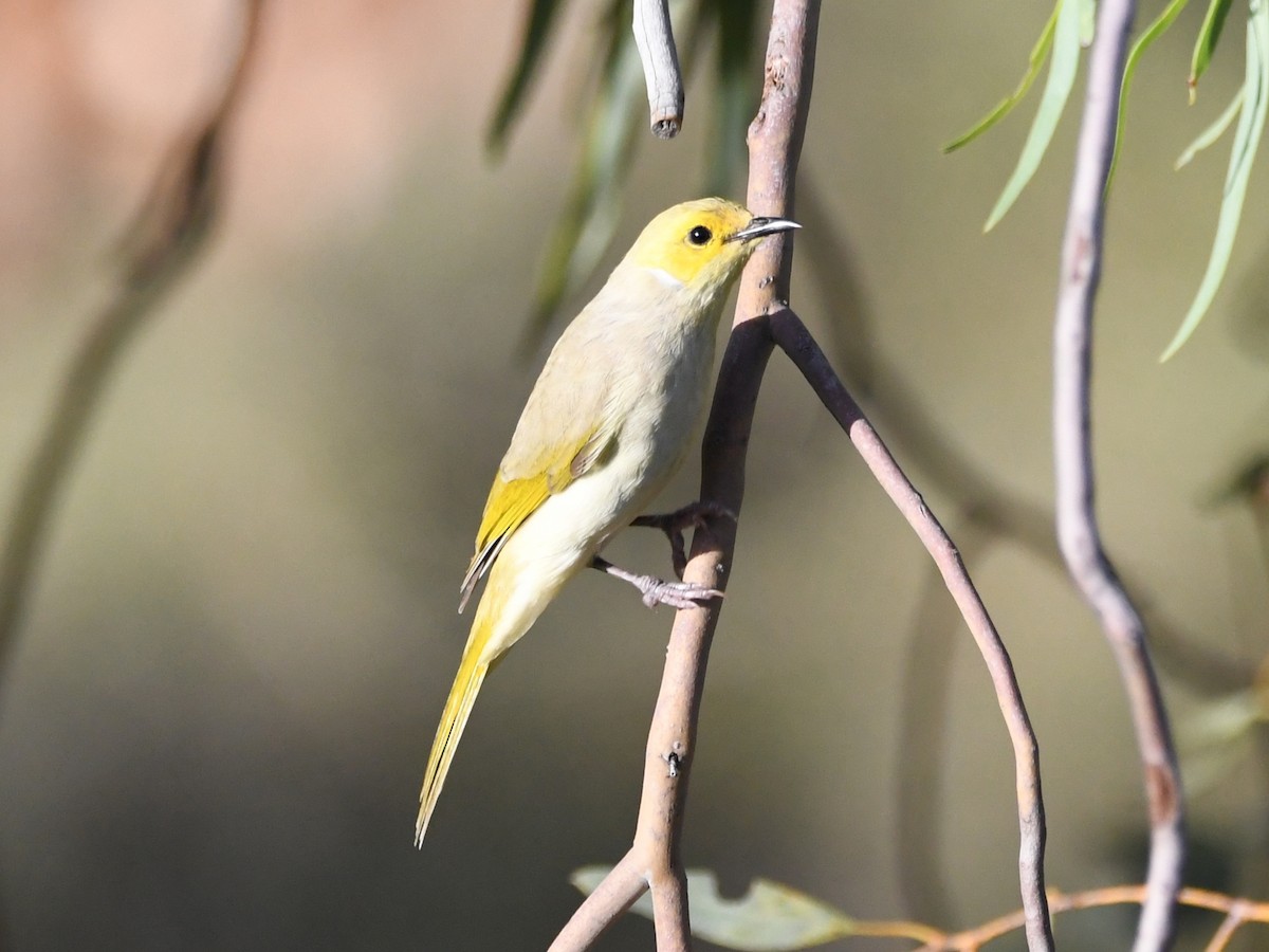 White-plumed Honeyeater - Trevor Oliver