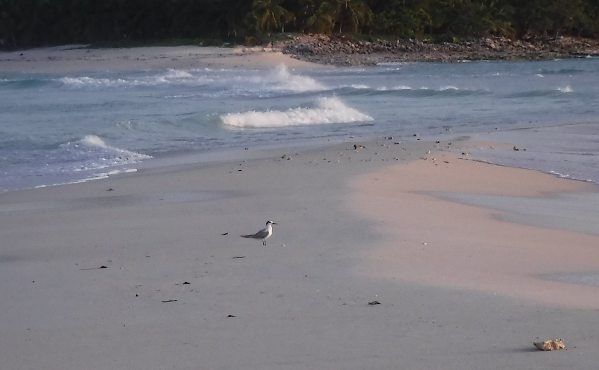 Lesser Crested Tern - ML416090331