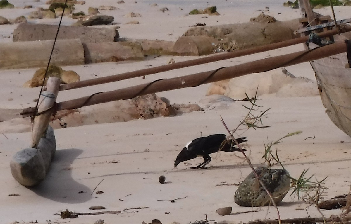 Pied Crow - ML416090521