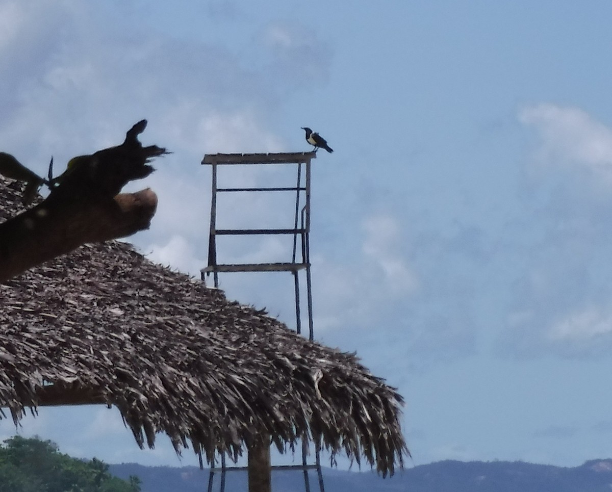 Pied Crow - ML416090531