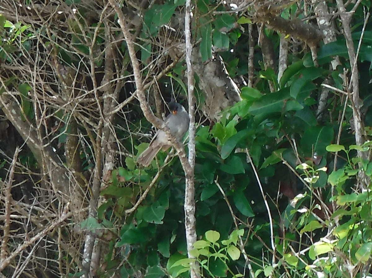 Malagasy Bulbul - Walt Wagner-Hecht