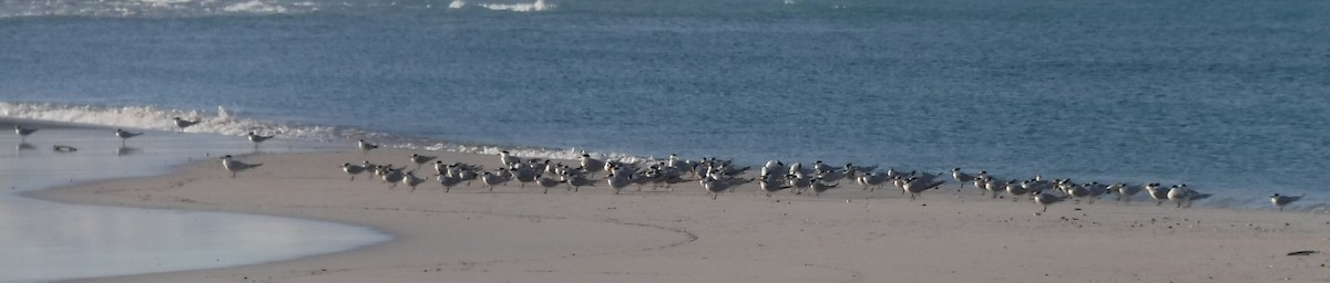 Lesser Crested Tern - ML416091021