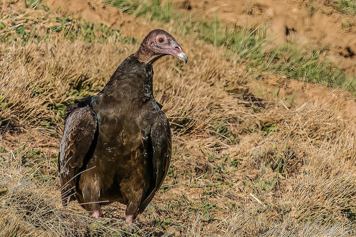 ヒメコンドル - ML416091131