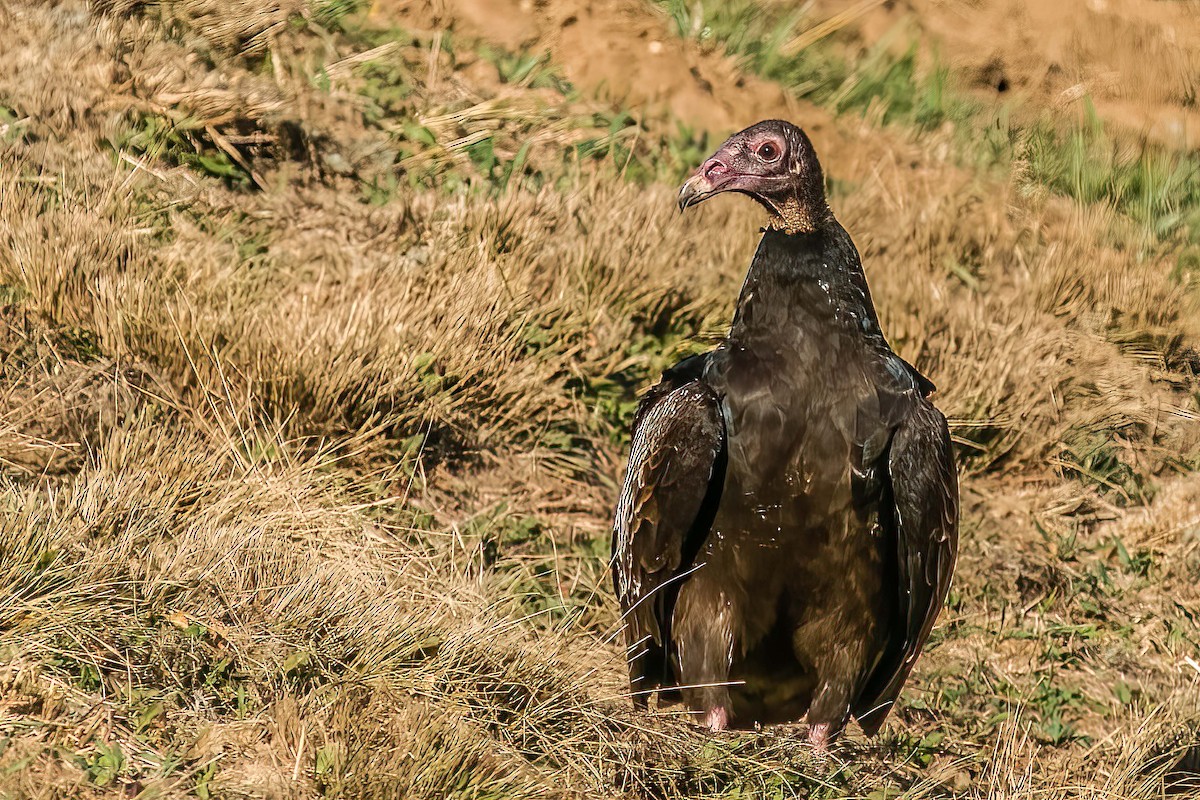 Turkey Vulture - Bill Wood