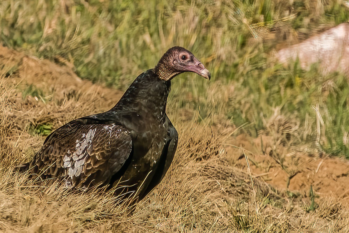 ヒメコンドル - ML416091151