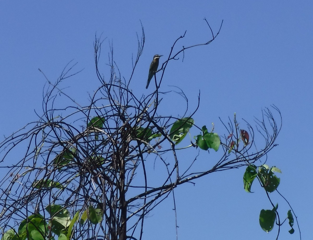 Olive Bee-eater - ML416091201