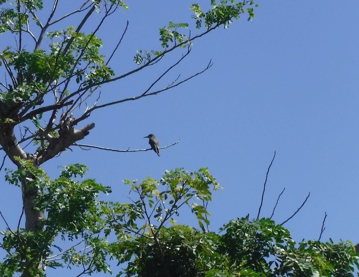 Madagascar Bee-eater - ML416091261