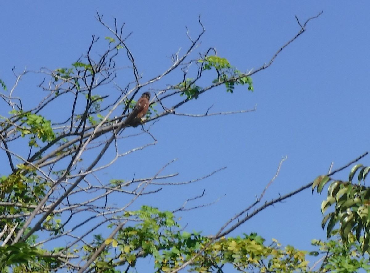 Malagasy Kestrel - ML416091281