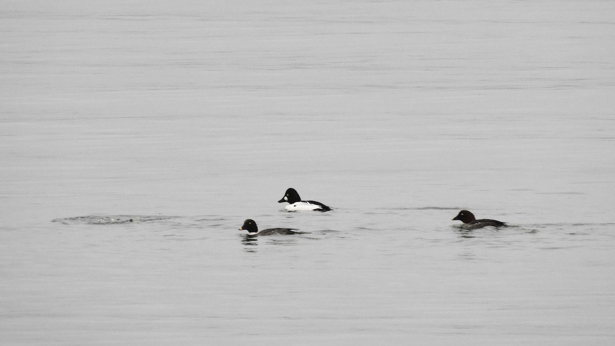 Common Goldeneye - ML416092691