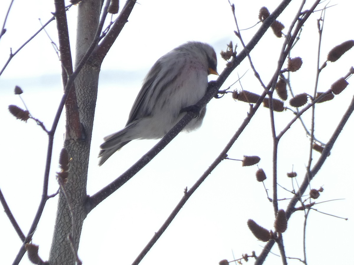 Redpoll (Hoary) - ML416095521