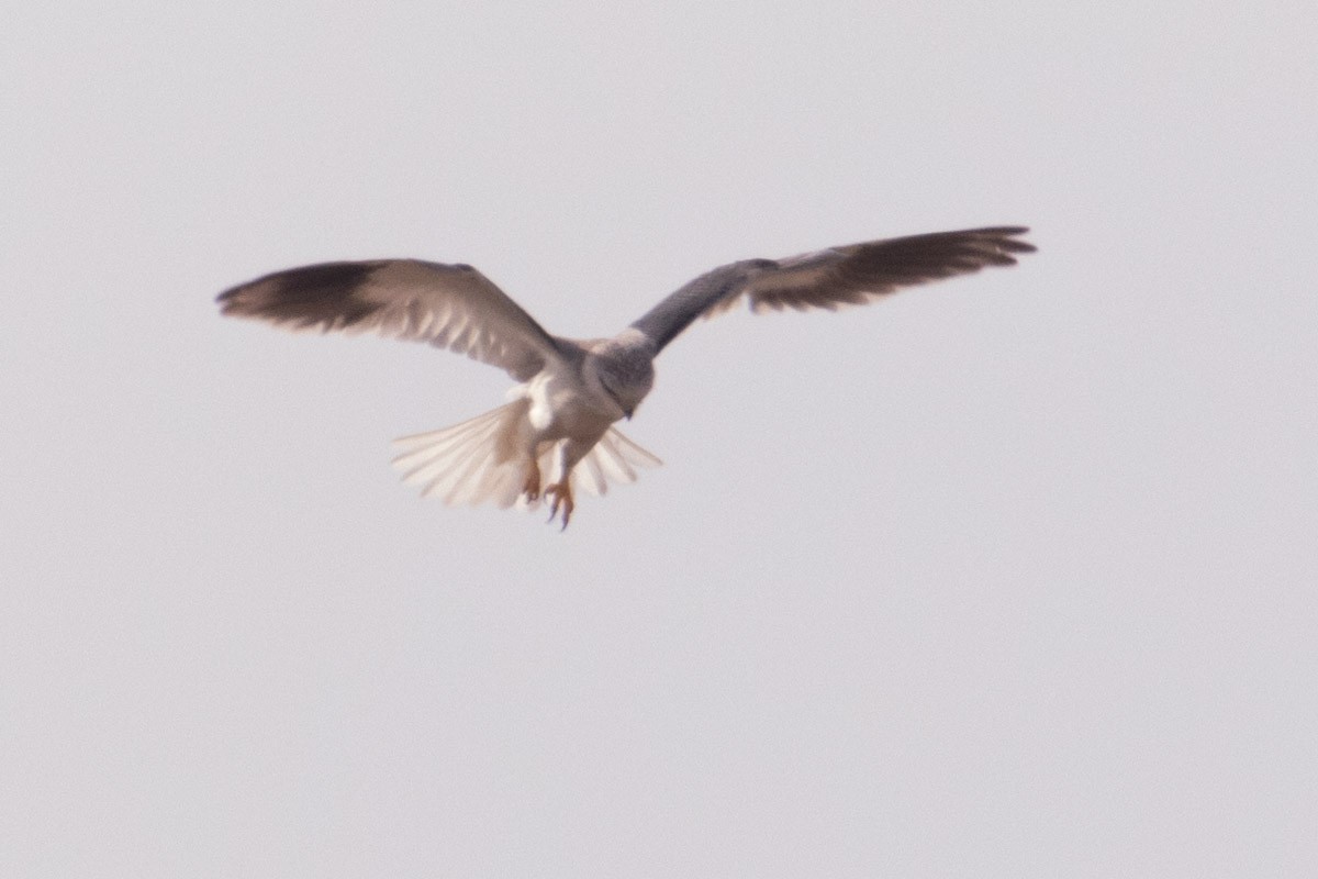 Black-winged Kite - Uday Agashe