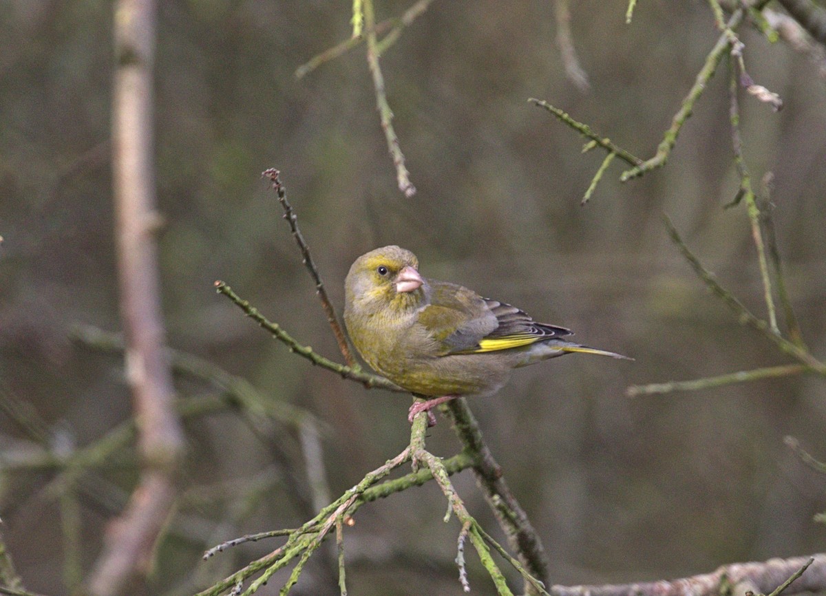 European Greenfinch - ML416095911