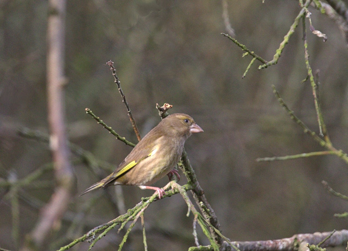 European Greenfinch - ML416095961