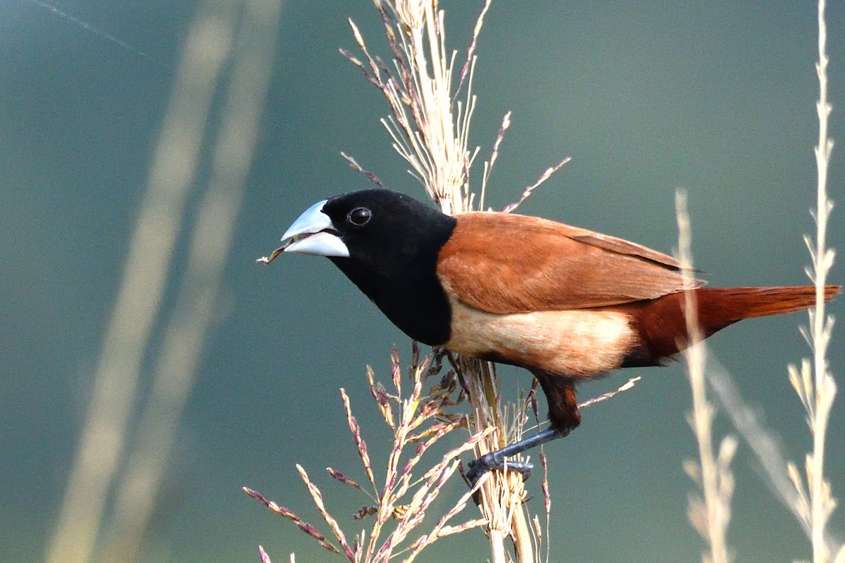 Tricolored x Chestnut Munia (hybrid) - ML416097081