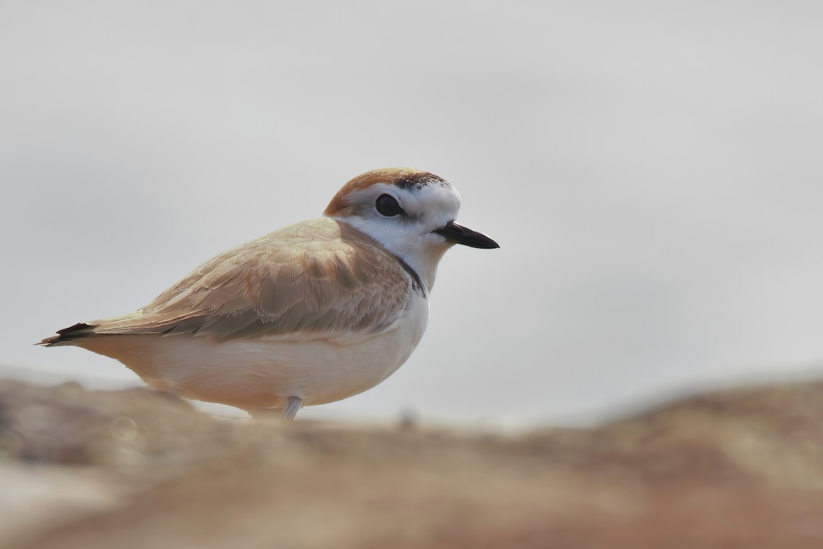 White-faced Plover - ML416098401