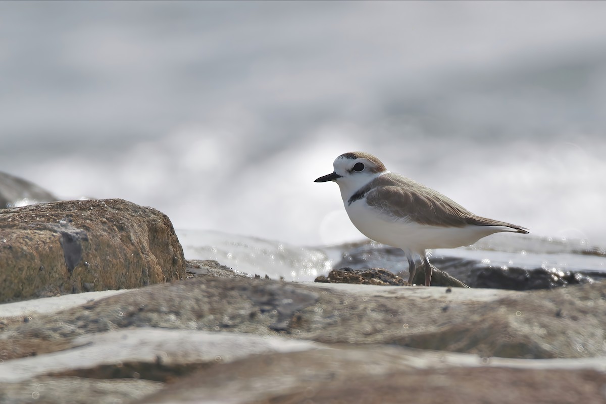 White-faced Plover - ML416098421