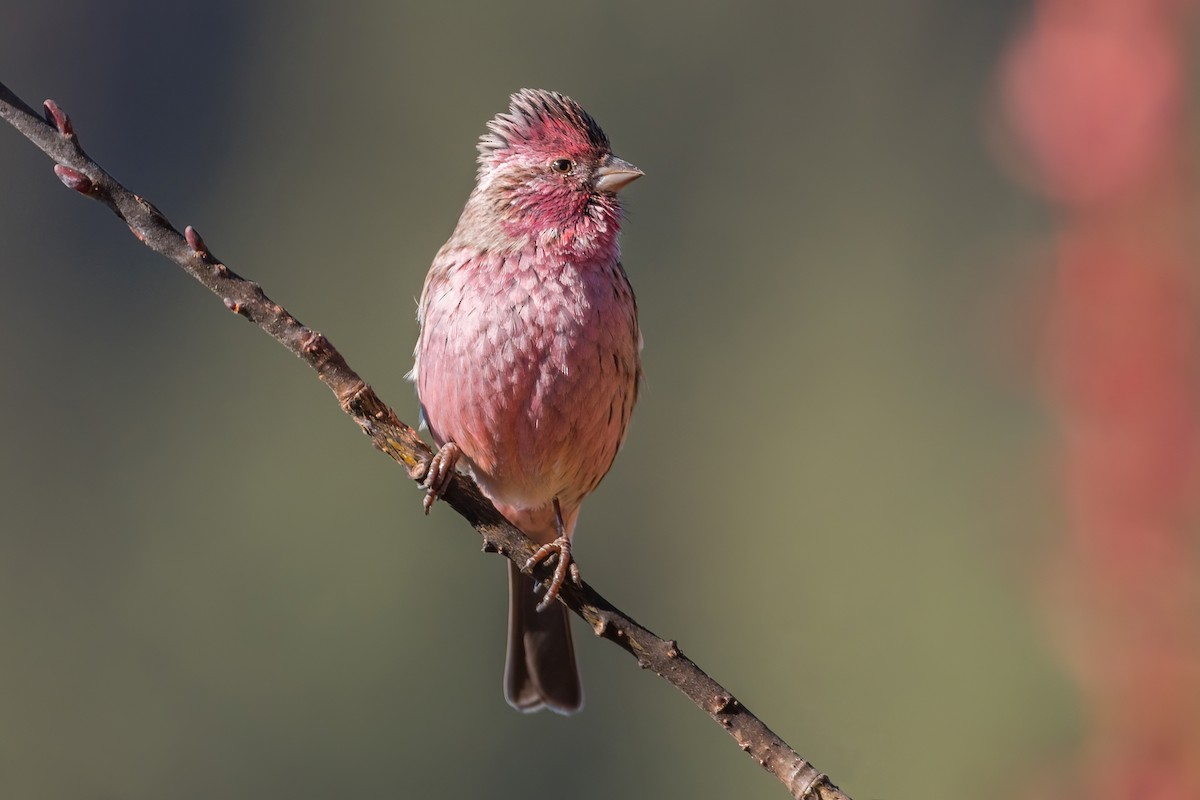 Himalayan Beautiful Rosefinch - Yeray Seminario