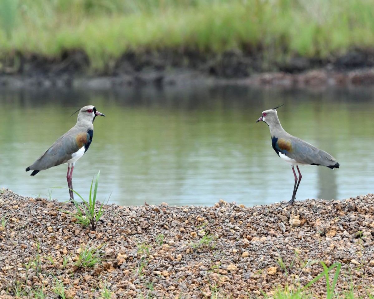 ナンベイタゲリ（lampronotus） - ML416098981