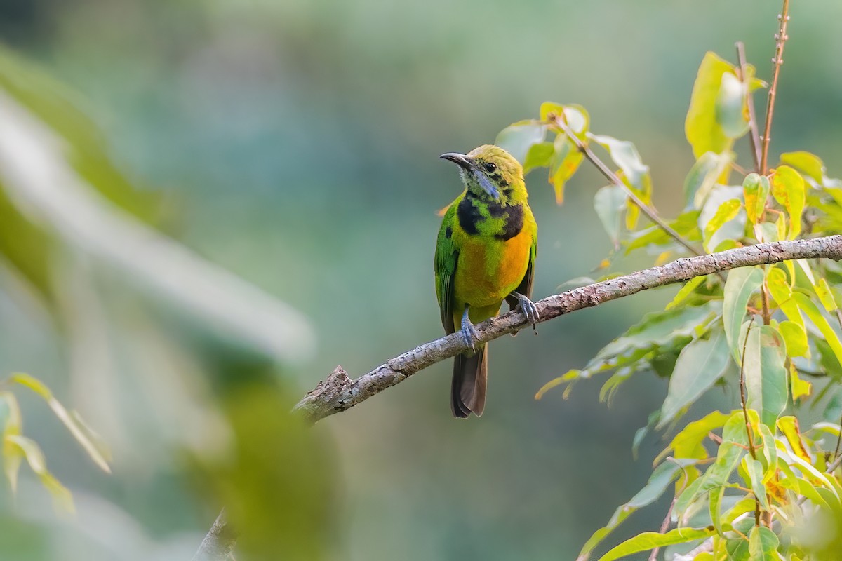 Orange-bellied Leafbird - ML416100041