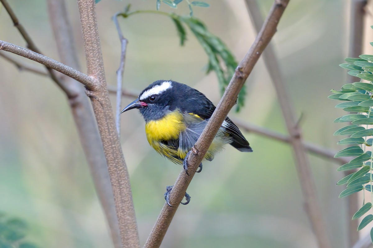 Bananaquit - Cristians Rivas